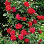 Kletterrose