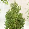 Portugiesischer Kirschlorbeer Angustifolia von Garten Schlüter