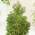 Portugiesischer Kirschlorbeer Angustifolia von Garten Schlüter