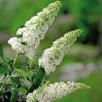 Garten Schlüter 62545