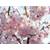 Garten von Ehren Japanische Blütenkirsche Kanzan