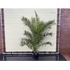 Phoenix Canariensis von Sunny Tree