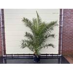 Sunnytree Phoenix Canariensis