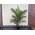 Phoenix Canariensis von Sunny Tree