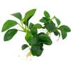 Anubias nana Petite von Zoo-Spezi