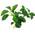 Anubias nana Petite von Zoo-Spezi