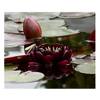 Nymphaea Seerose von Aquaristik Erfurt