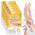 Handmaske von GNAPY