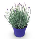 Greenboutiq Lavendel