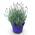 Lavendel von GreenboutiQ