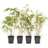 4 Stk. Bambus Fargesia rufa von greenone
