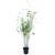 Greenone Schwarzer Bambus