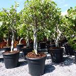 Feigenbaum
