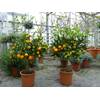 Calamondin Orange von Grünwaren Jakubik