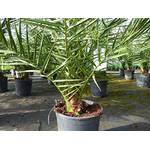 Grünwaren Jakubik Winterharte Palme PHO-110-130