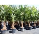 Grünwaren Jakubik XXL Palme