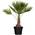 Hanfpalme von Flowforia