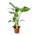 Strelitzia von Happy Plants