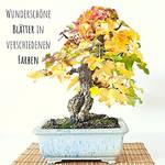 HappySeed Amerikanischer Amberbaum