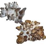 Hawlik Pilzbrut Kräuterseitling und Shiitake Kultur