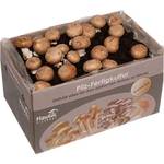 Hawlik Pilzbrut XXL Steinchampignon Pilzkultur