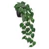Golden Pothos Zimmerpflanze von Hollyone
