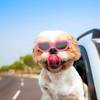 Sonnenbrille für Kleine Hunde von PETLESO