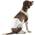 Hundewickel für Rüden von Amazon Basics