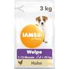 Welpe Huhn von Iams
