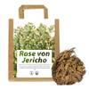 Rose von Jericho von Iflo