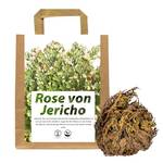 Rose von Jericho