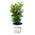 Lorbeer Pflanze Laurus nobilis von Infun