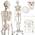 Anatomie Skelett von Jago