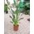 Jardines de Jaravia Strelitzie-Pflanze