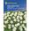 Gänseblümchen Bellis perennis  von Kiepenkerl