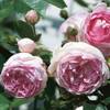 Kletterrose Jasmina von Kölle's Beste!
