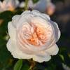 Kletterrose Sabrina von Kölle's Beste!