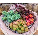 Sedum-Samen