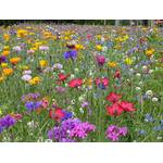 Blumenwiese-Samen
