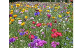 Blumenwiese-Samen