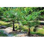 Lifestyle Hamburg Winterharte Palme 'Naini Tal'