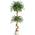 Künstlicher Ficus Baum von Litake