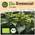 BIO Brennnessel Samen von Little Plants
