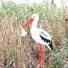 Klapperstorch von LittleStars