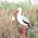 Klapperstorch von LittleStars
