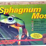 Sphagnum-Moos