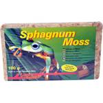 Sphagnum-Moos