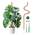 Monstera Rankhilfe von Mcbazel