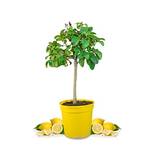 Meine Orangerie Amalfi Zitronenbaum