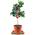 Orangenbaum Arcobal von Meine Orangerie